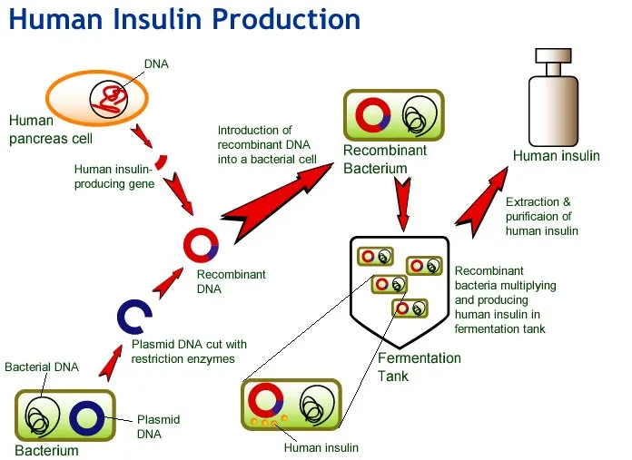 Steps for synthesis of human insulin